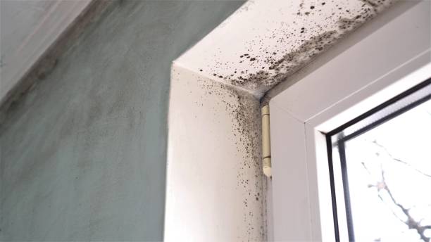 Best Fast Mold Removal  in Pleasureville, PA