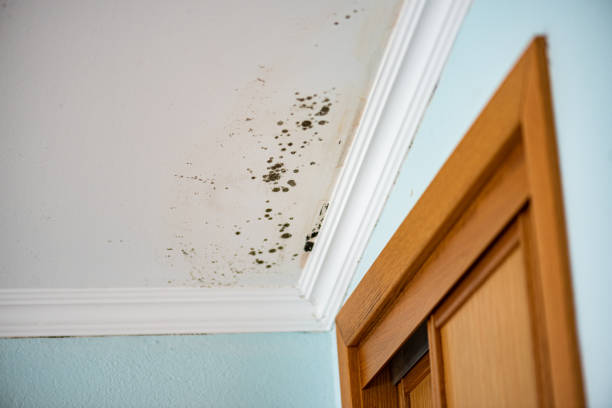 Professional Mold Removal in Pleasureville, PA