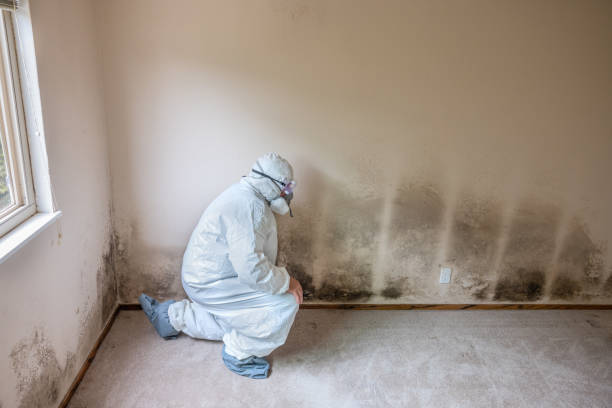 Best Mold Cleaning Services  in Pleasureville, PA