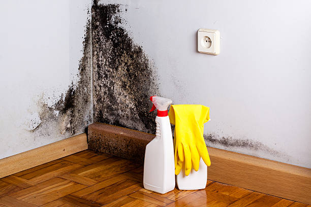 Attic Mold Removal in Pleasureville, PA